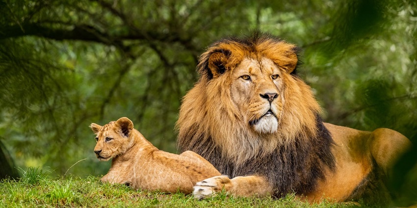 Explore the lush green Periyar Wildlife Sanctuary, a home to endangered species in Kerala.