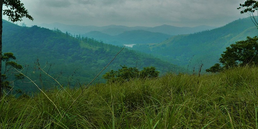 Periyar Wildlife Sanctuary houses a large number of species in flora and fauna.