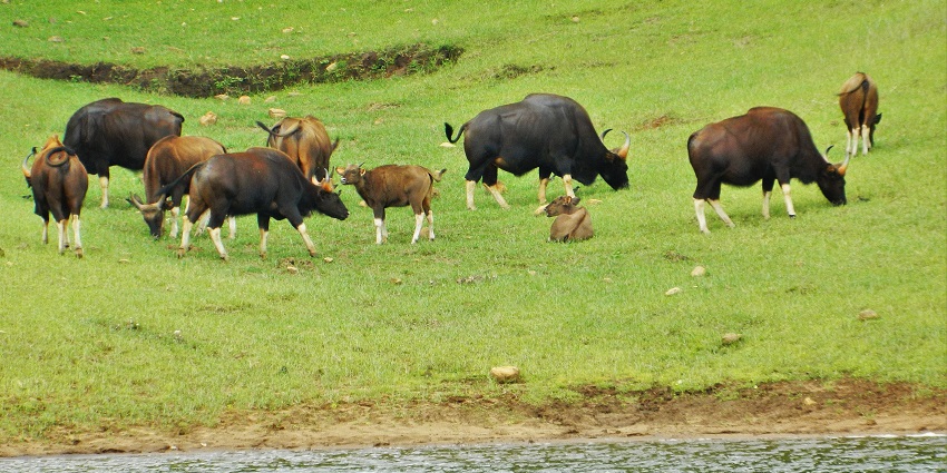 Gaur The Indian Bison walking in the meadows of Periyar Wildlife Sanctuary, Kerala