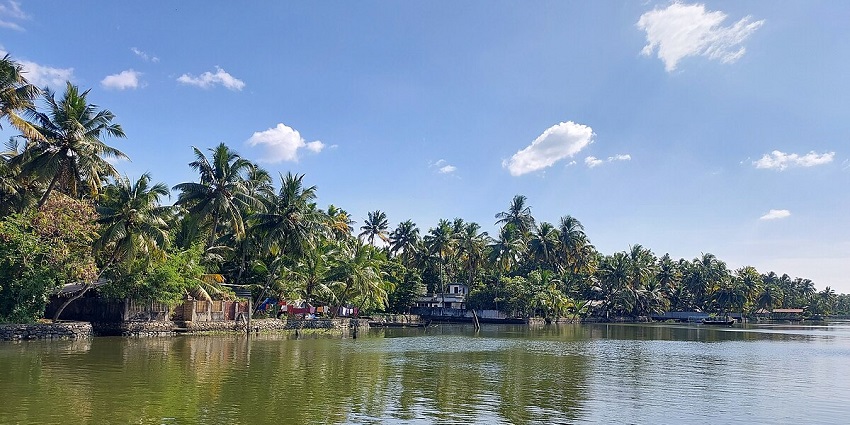 A boat-side view of the Perumbalam backwaters