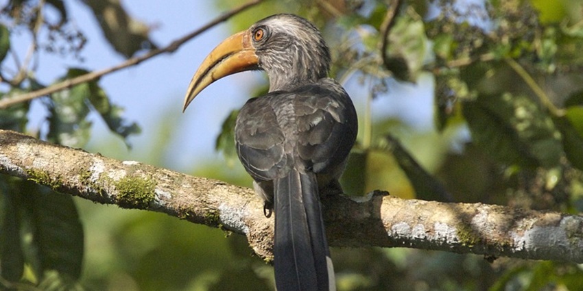 Beautiful shot of a bird, sitting on a branch of a tree amidst the dense jungle, Ernakulam