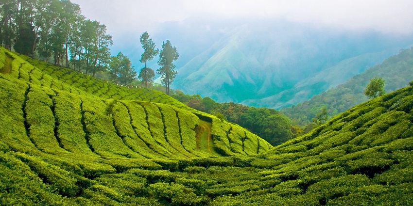 Aerial picture of the beautiful hill- covered in the aromatic tea plantation