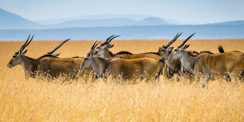 Click pictures of the diverse wildlife spotted at the Saddle Peak National Park