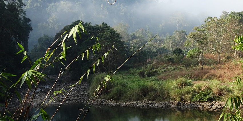 Tral wildlife sanctuary is a ideal spot for wildlife and vegetation enthusiasts