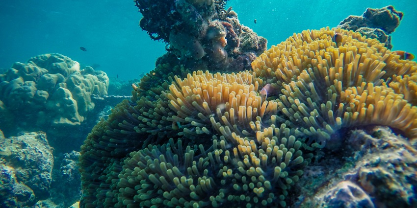 A view of Pilot Reef, known for deep-sea diving and snorkelling in Port Blair.