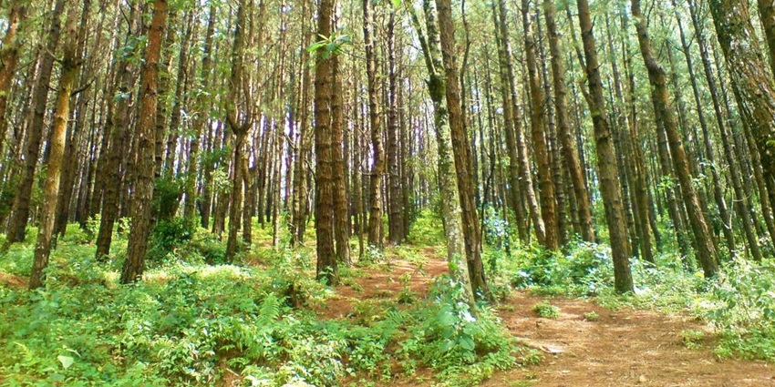 Pine forests near Vagamon paragliding is an ideal place for wildlife and nature lovers