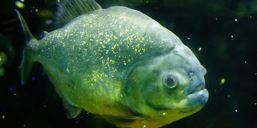 Piranha is a fish species that tourists can easily spot in the Bagh-e-Bahu Aquarium