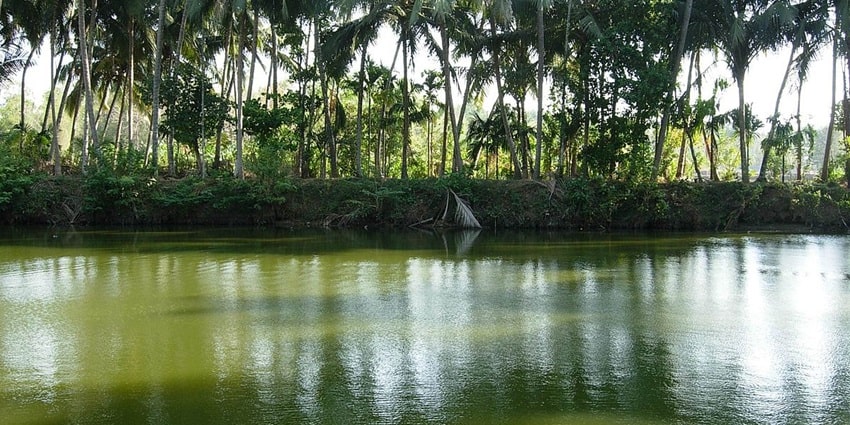 Temple pond in kerala of Back 2 Village - places to visit in Kottayam for couples