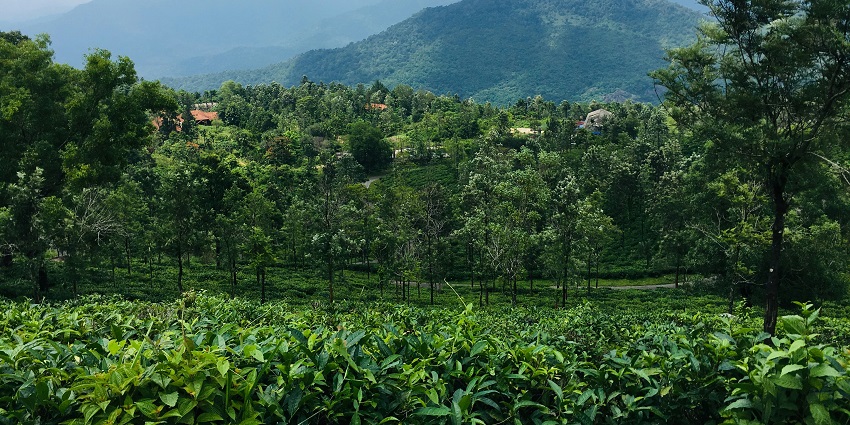 A stunning lush green view of Ponmudi, one of the best hill stations near Guruvayur.
