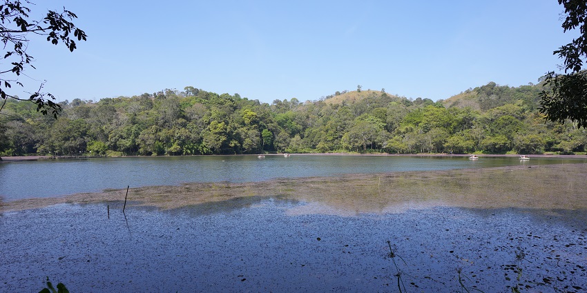 A wide-angle view of Pookode Lake one of the must places to visit near Sulthan Bathery