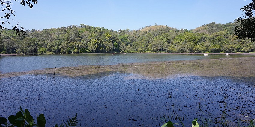 Relax among the beautiful landscapes of Pookode which is a natural freshwater lake.