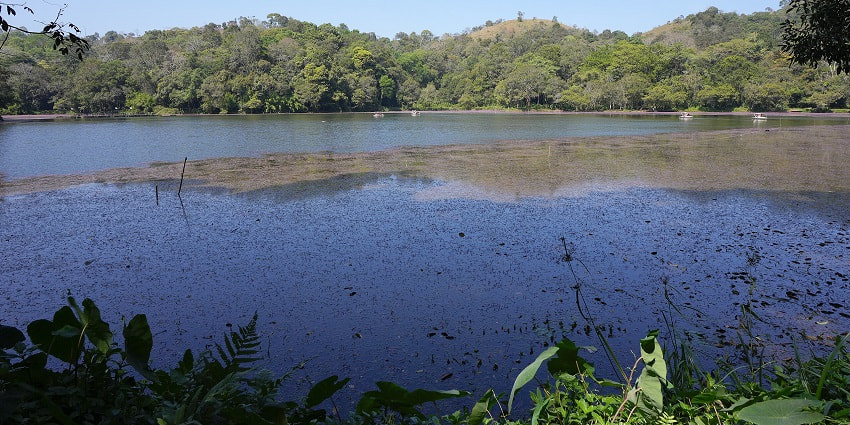 Pookode Lake is one of the most serene to visit near Wayanad with family and friends