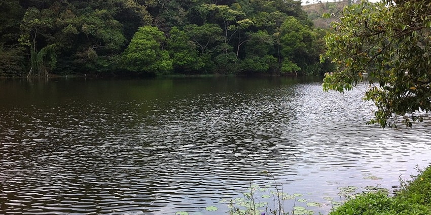 Serene Pookode lake streaming amidst lush dense forest offering a pleasing sight