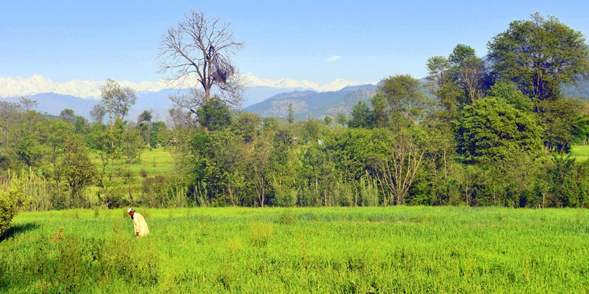 A picture of a farm in the Poonch Valley with a farmer working on the plantations
