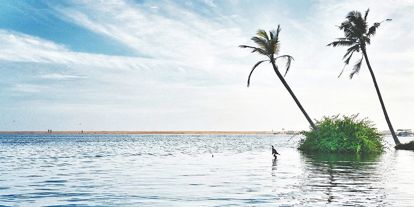 all palm trees standing in the sparkling turquoise water at the shores of Poovar beach