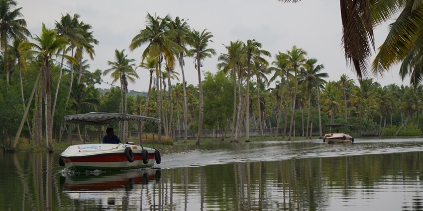 A picture of the scenic Kerala backwaters in the Poovar region with numerous pine trees all around