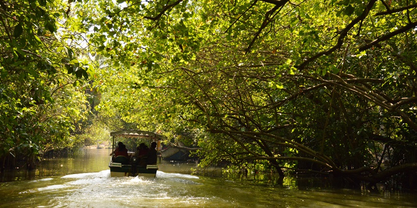 A boat sailing through the Poovar Backwaters, located amidst luscious mangroves