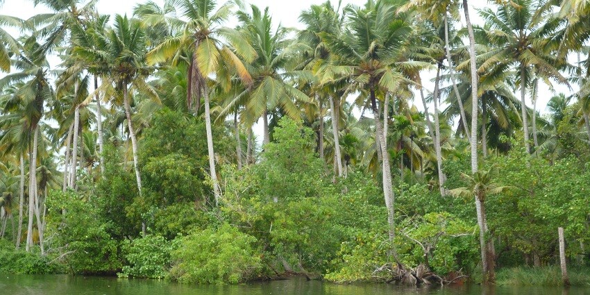 The backwaters can be one of the most serene and satisfying scenes among places to visit in Poovar.