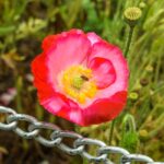 A Flower in Dachigam National Park, one of the national parks in Jammu and Kashmir