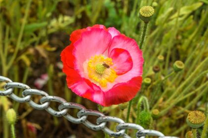 A Flower in Dachigam National Park, one of the national parks in Jammu and Kashmir