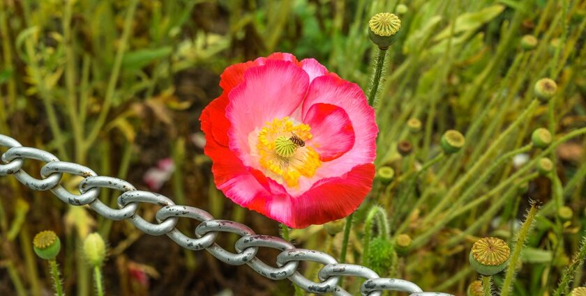 A Flower in Dachigam National Park, one of the national parks in Jammu and Kashmir