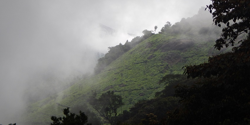 Enjoy the stunning view of the tea plantations from Pothamedu Viewpoint in Munnar