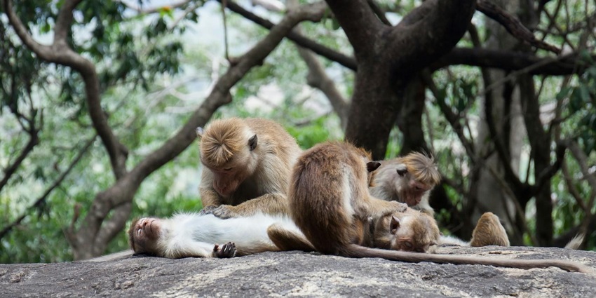 It's an excellent opportunity to learn about the various kinds of primates and their exciting behaviours.