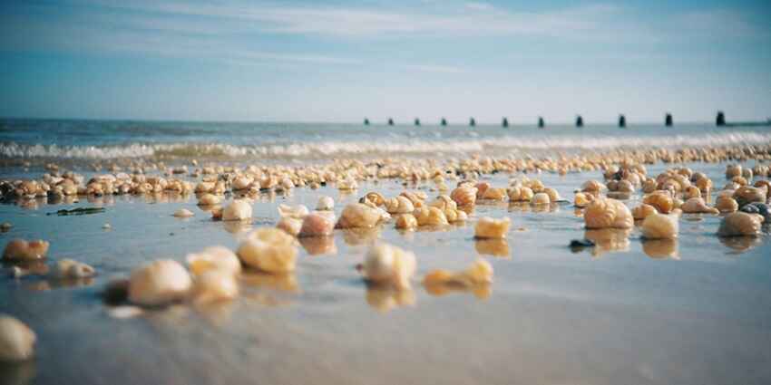 Collect seashells from Munda Pahar Beach and take these as souvenirs for your loved ones