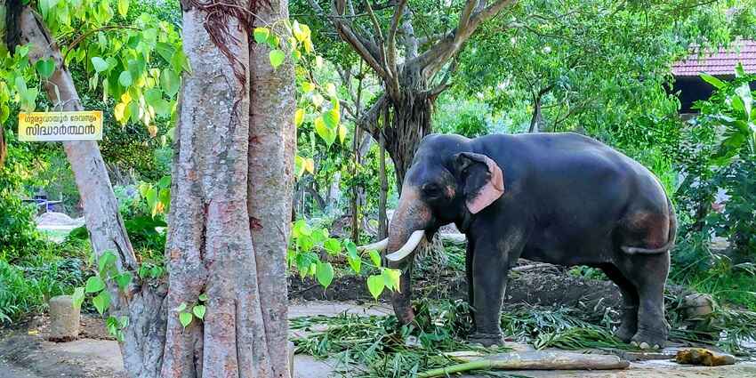 Known for the majestic and playful elephants, this is a great spot for a fun-filled holiday.