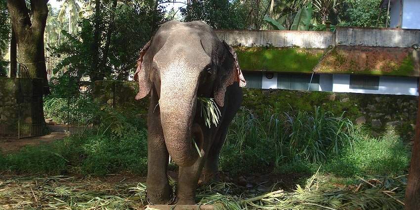 With elephants as the central attraction, this sanctuary promotes Kerala’s heritage.