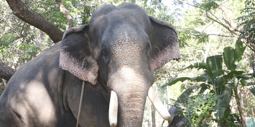 With elephants as the central attraction, this sanctuary promotes Kerala’s heritage.