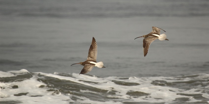 A breathtaking view of birds flying over Puthuvype Beach with clear water and low tides.