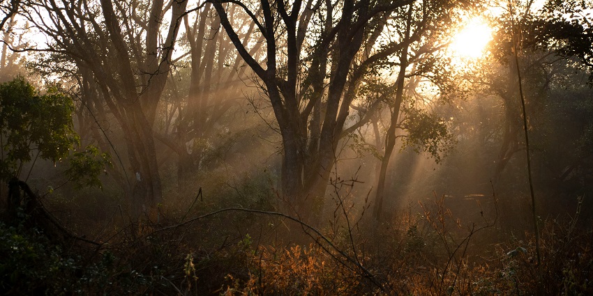 A breathtaking morning view of Ramnagar Village with sunlight coming through the trees.