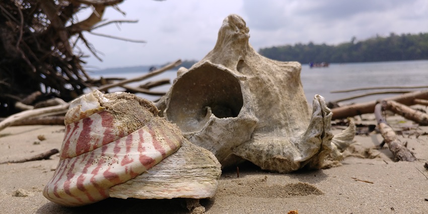 Seashells provide the perfect frame for a view of Red Skin Island, near Port Blair