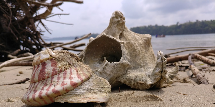 Located in the Marine National Park of Mahatma Gandhi, Red Skin Island is a hidden gem.