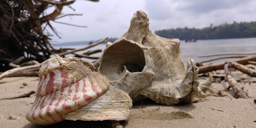 Two seashells on the sandy beach of Red Skin Island amongst the serenity of Andaman.