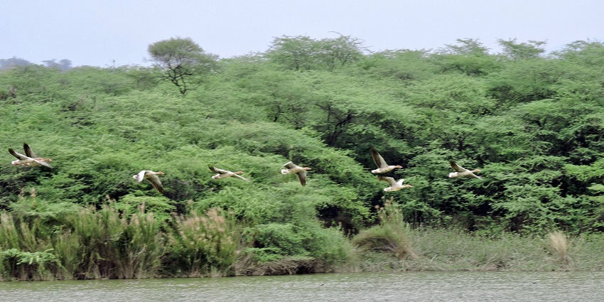 Exploring Renuka Wildlife Sanctuary is one of the best things to do in Nahan town