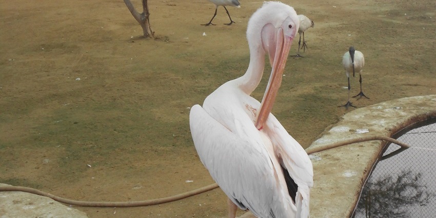 A little Pelican is cleaning its feathers using its beak, a native, along with other birds.