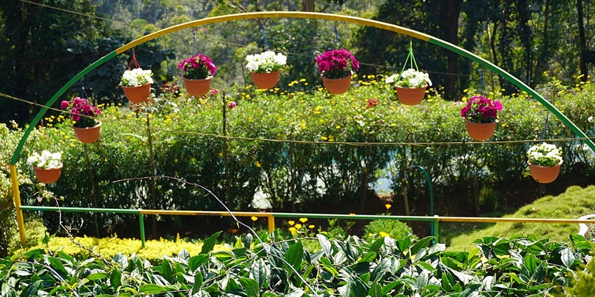 A stunning view of a colourful garden in Munnar with a wide variety of vibrant flowers.