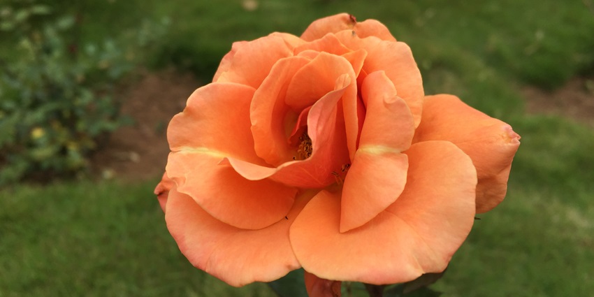A breathtaking view of an orange rose in Rose Garden in Munnar, one of the best places.