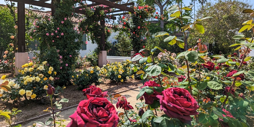 Stroll in the beautiful red rose garden and enjoy the aroma of roses with your partner