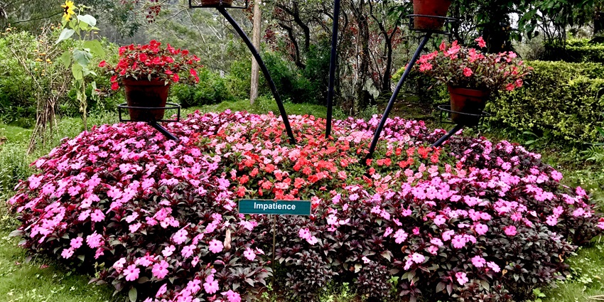 Take and stroll down and explore the colourful flowers at the Rose garden of Munnar