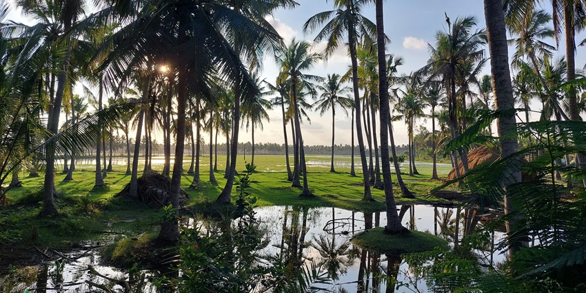 Image of a village in Kerala, surrounded by lush greenery - one of the best places to visit in shenduruny wildlife sanctuary