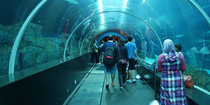 See the marine life at S.E.A. Aquarium, one of the largest aquariums in the world.