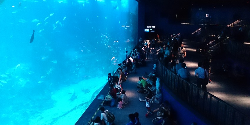 S.E.A. Aquarium is one of the most interesting places to visit in Singapore with family.