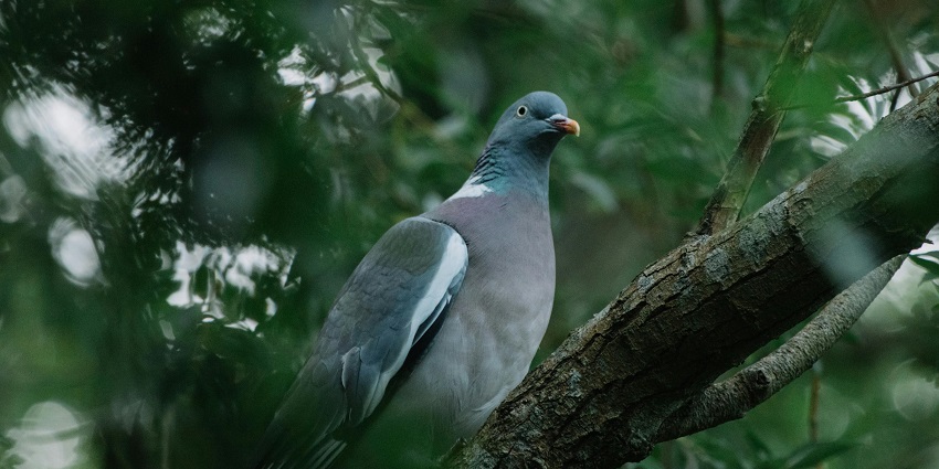 Visit Saddle Peak National Park which houses several endemic bird species in the region.