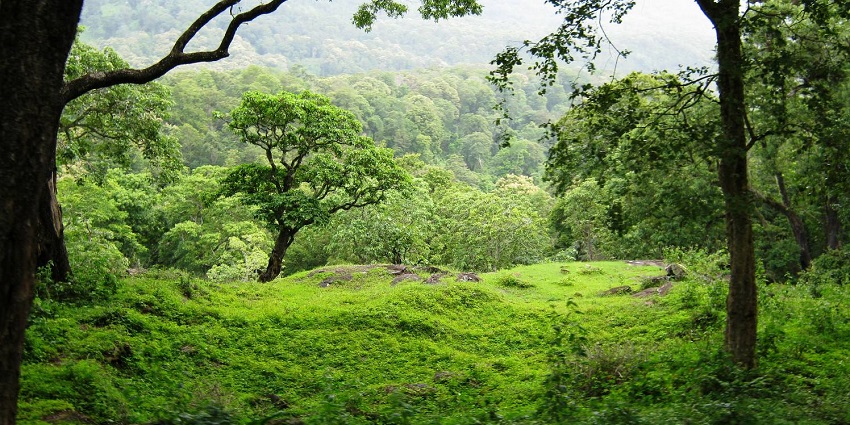 Anamalai Tiger Reserve is one of the best places near Munnar national parks for safari.
