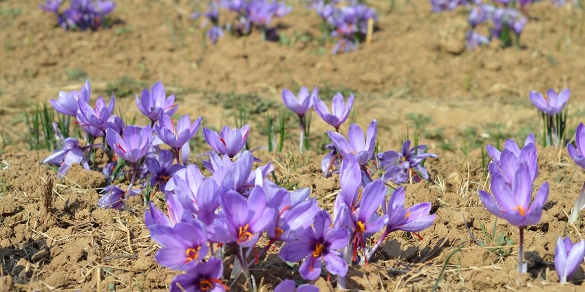 One of the unique celebrations in Jammu and Kashmir showcasing vibrant saffron blooms.