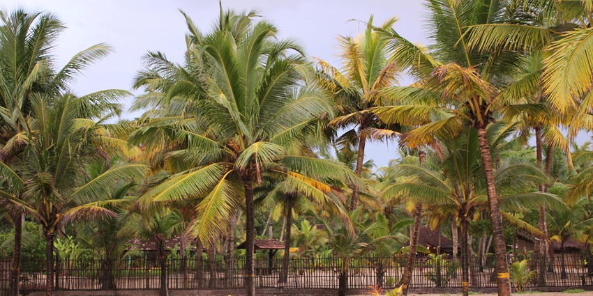 Stroll through the sandy shores and picturesque landscapes of Mararikulam Beach in Kochi.