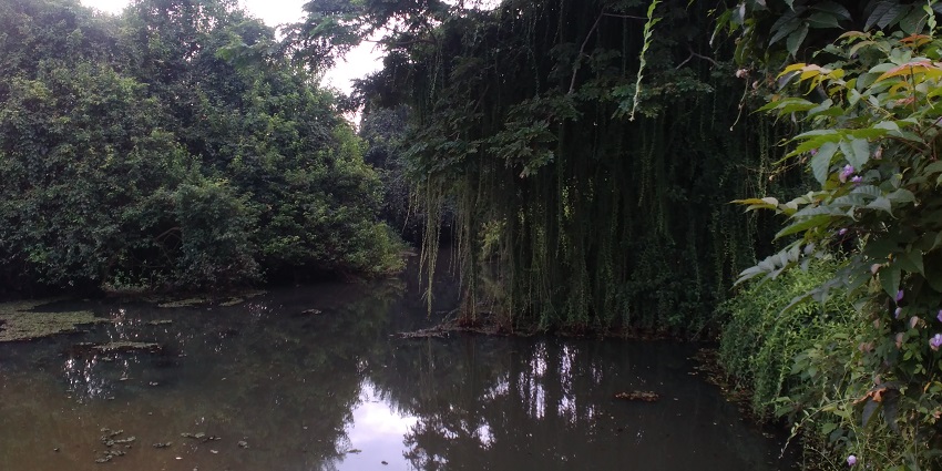 The Sarovaram Biopark is a natural hotspot filled with mangrove trees and lush greener